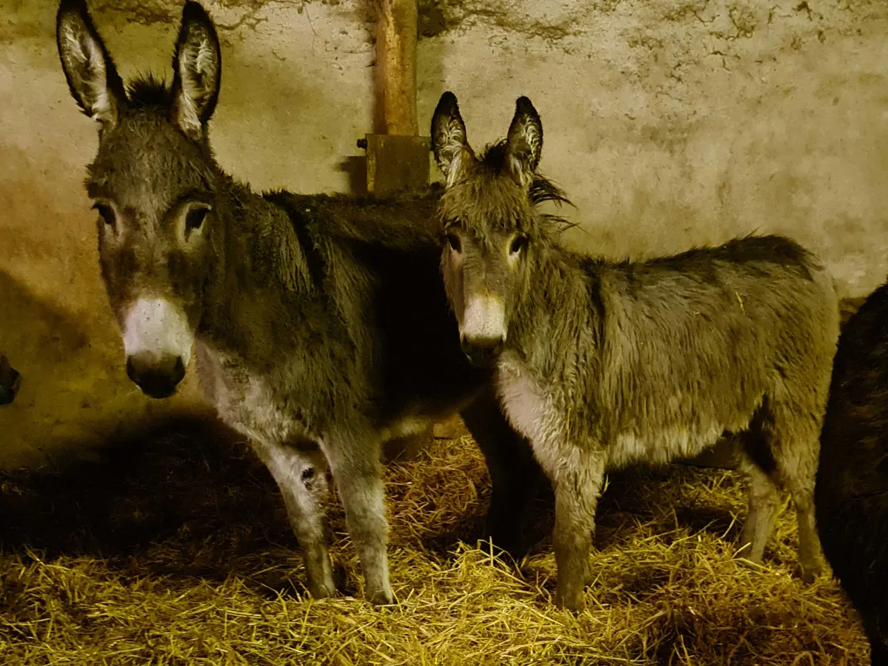 Billede 4 -  2 Æsel føl