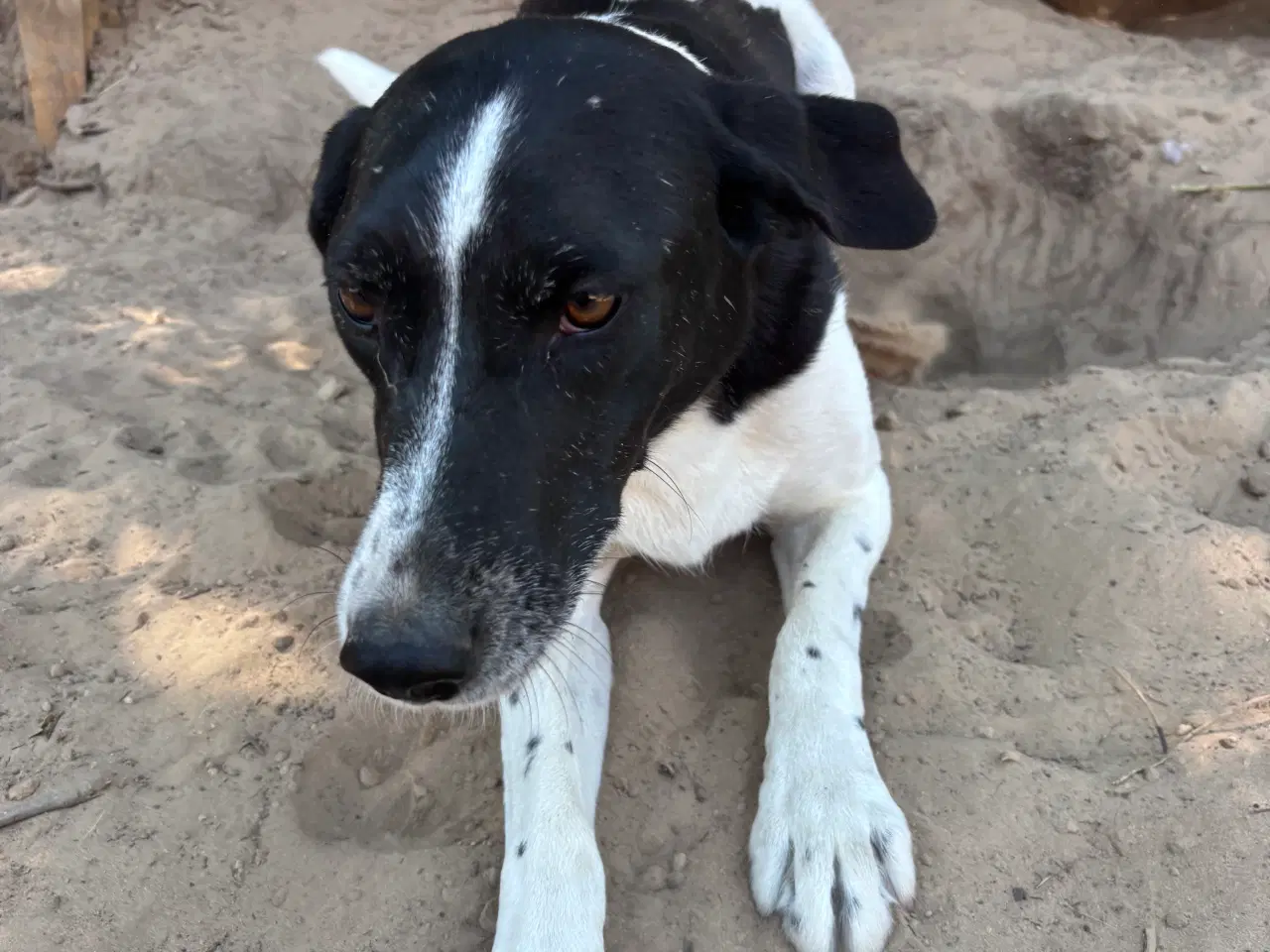 Billede 9 - Wilma til adoption! 🩷