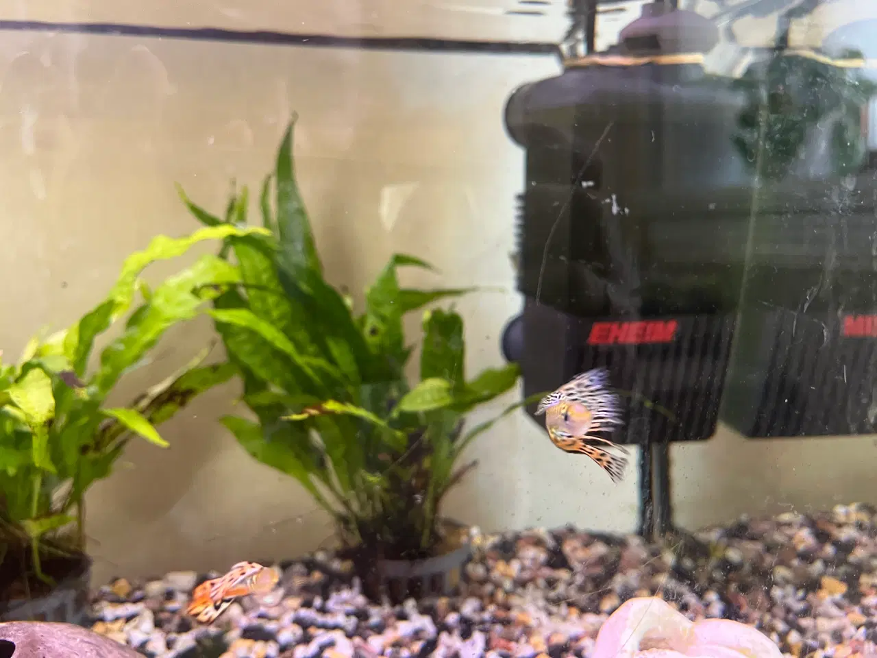 Billede 5 - Akvariefisk blandet guppy Molly sugemalle