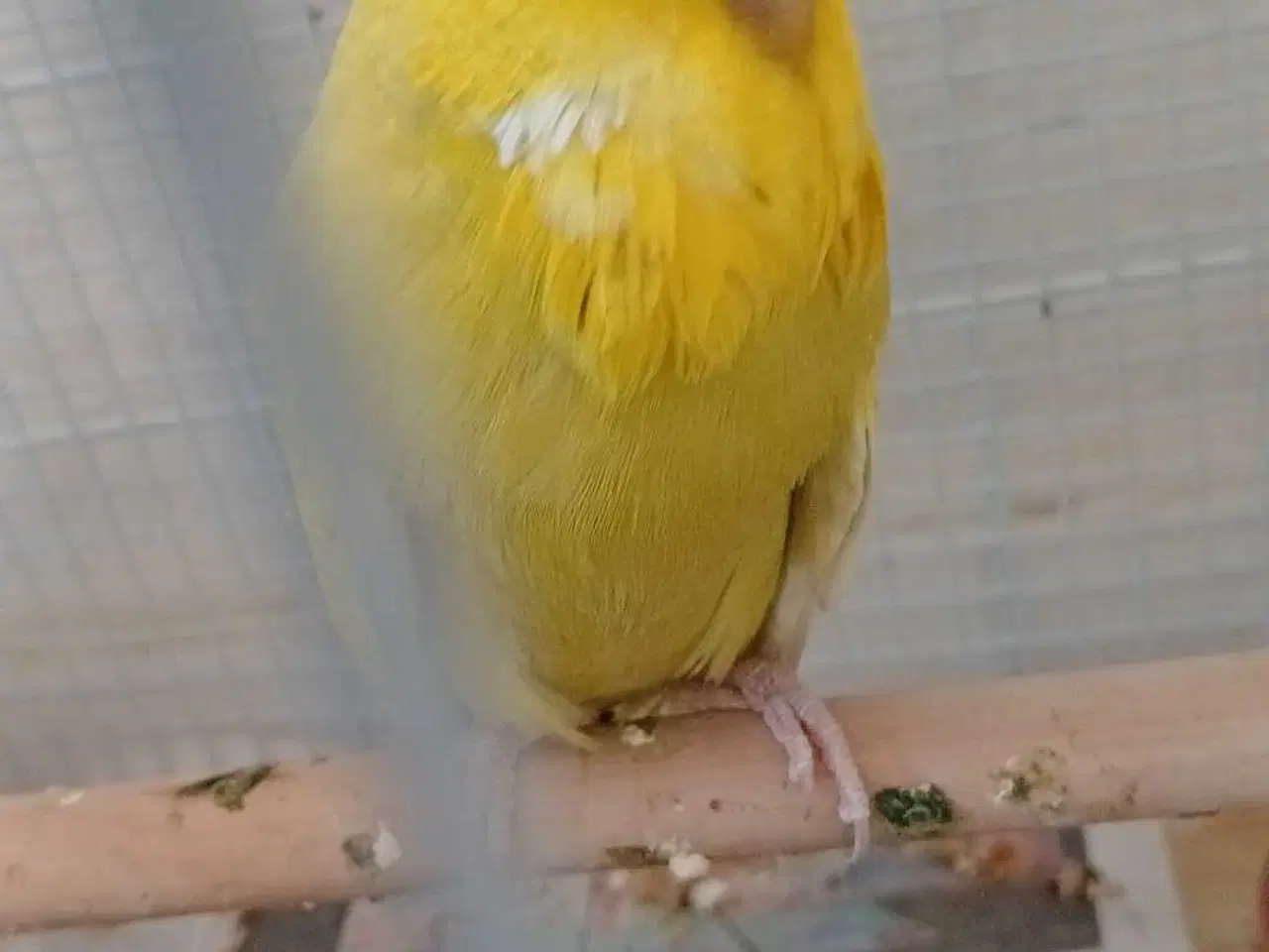 Billede 8 - Engelsk undulat han 