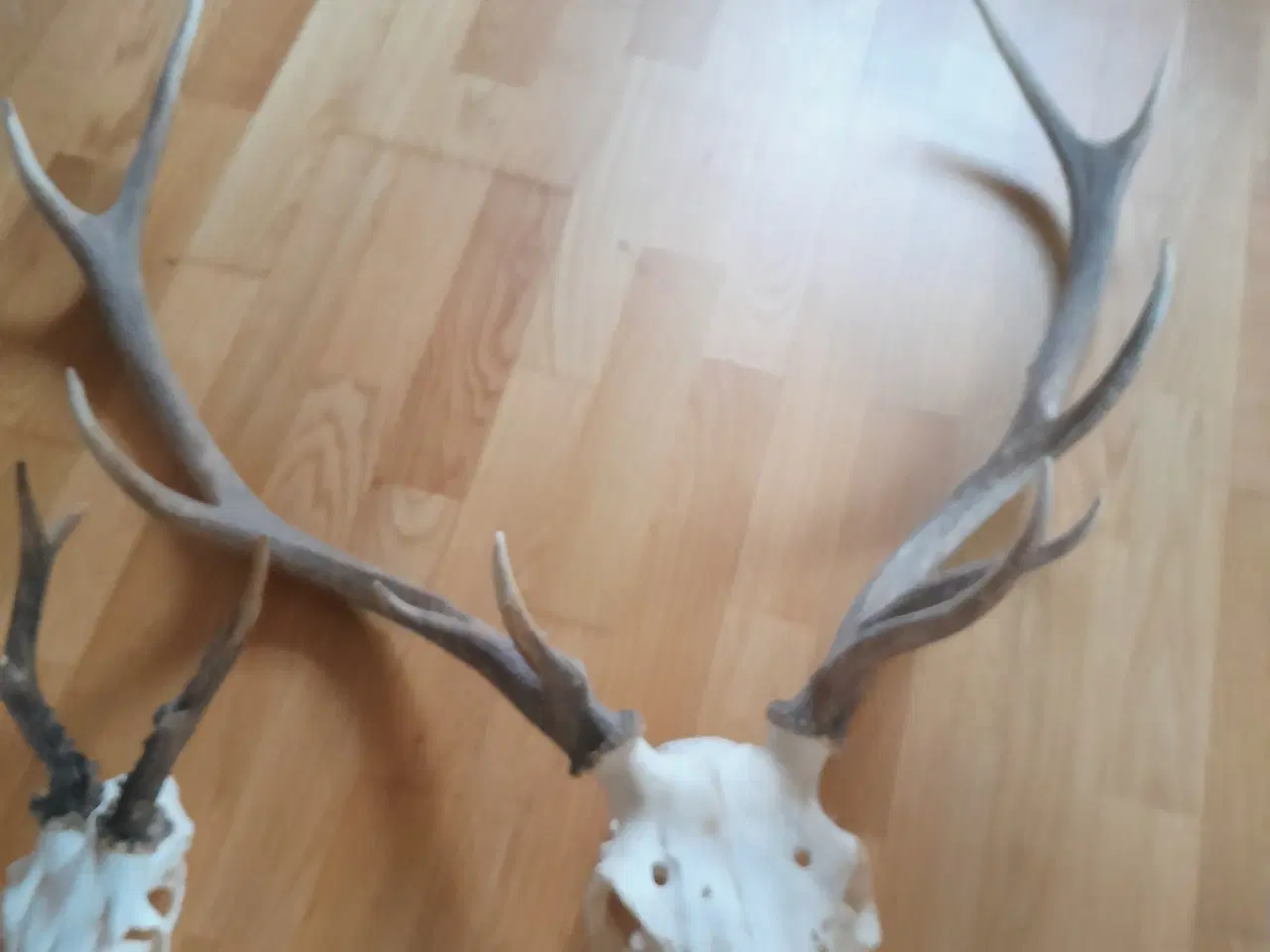 Billede 2 - Trofæer og plader