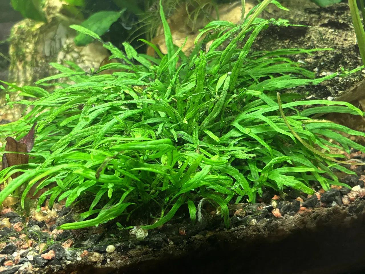 Billede 1 - Java bregner - småplanter