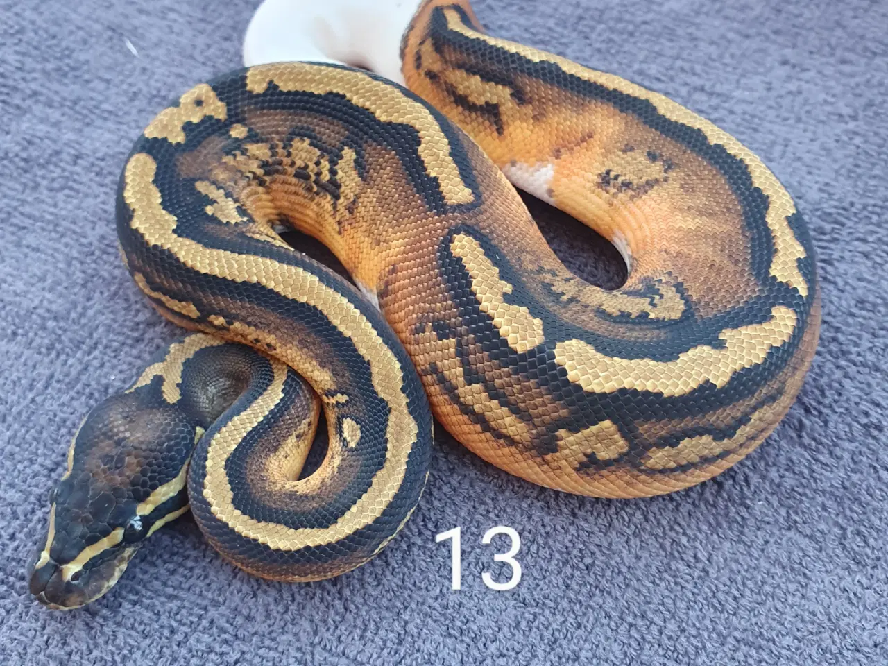 Billede 9 - Pied kongepythons osv.