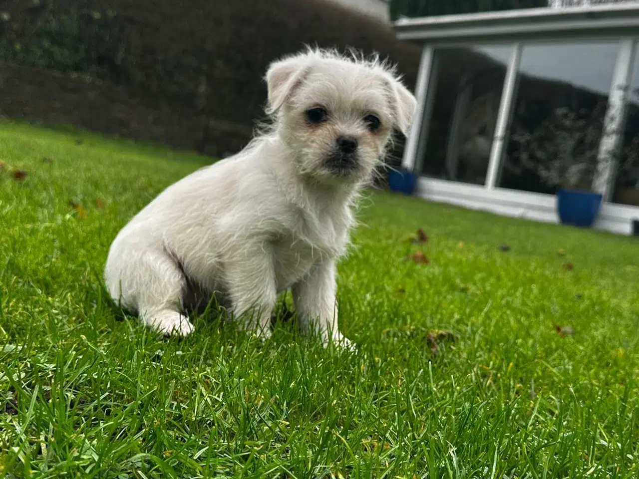 Billede 8 - Han Hvalpe 