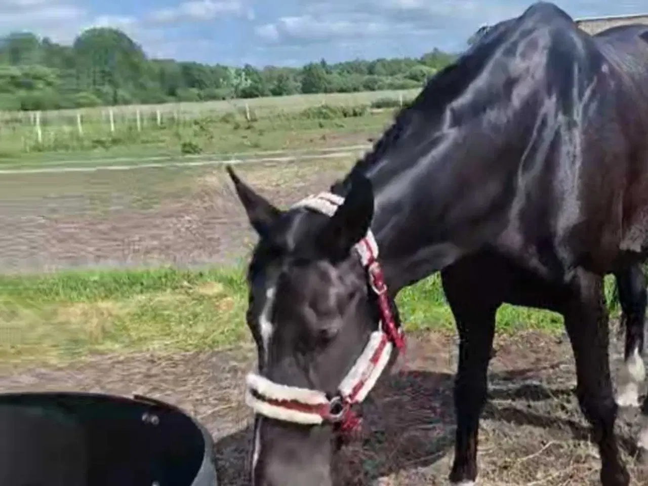 Billede 3 - Hannovaraner hoppe fra 2012