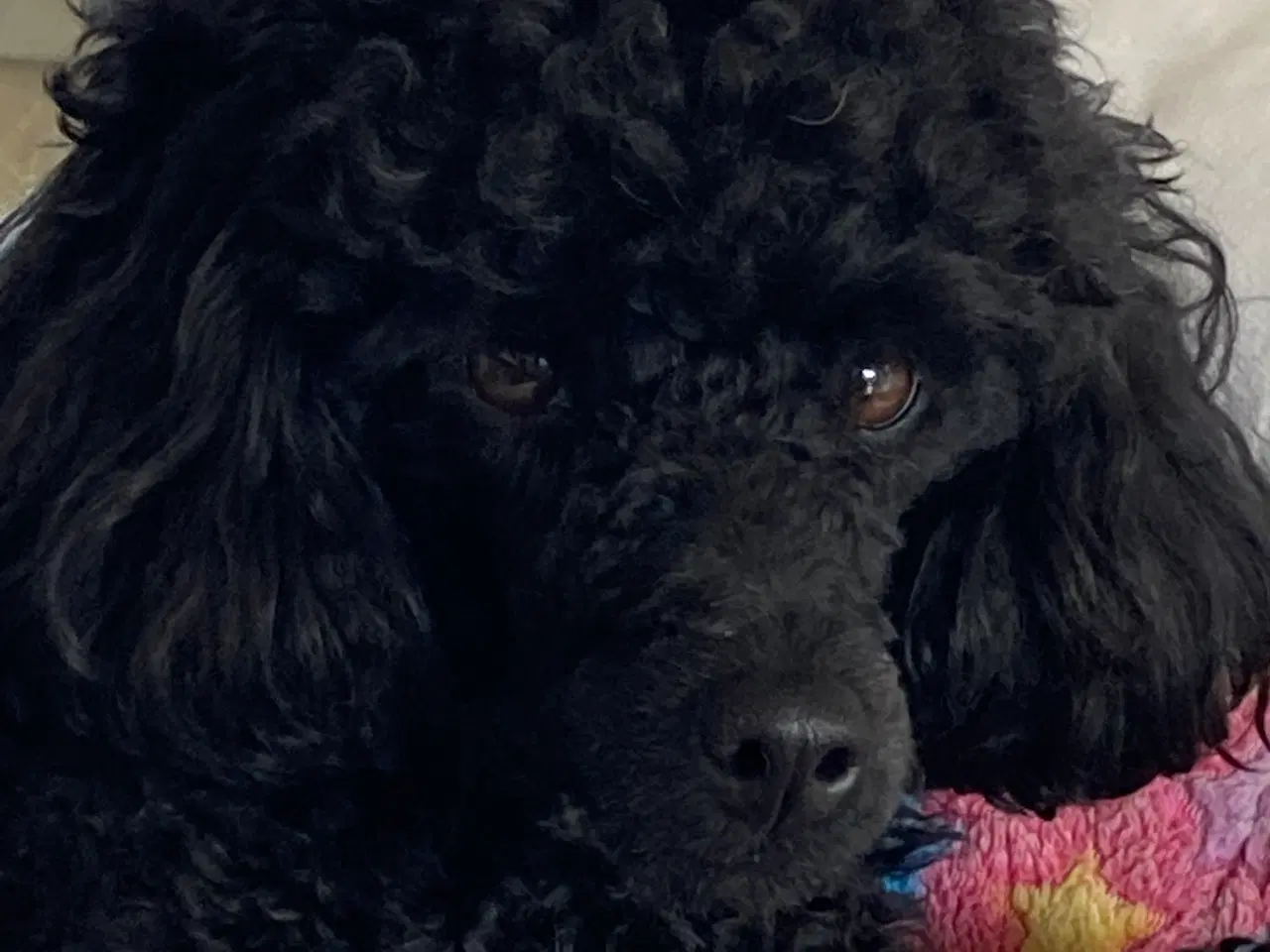 Billede 17 - 5 ugers Dværgpudel drenge