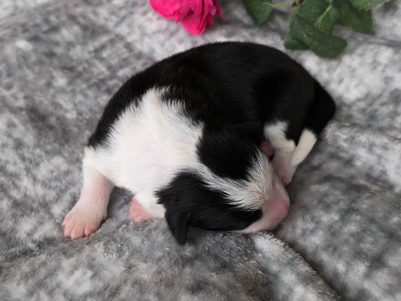 Billede 5 - Hvalpe  stamtavle FC-I Border Collie ADHD, Agility