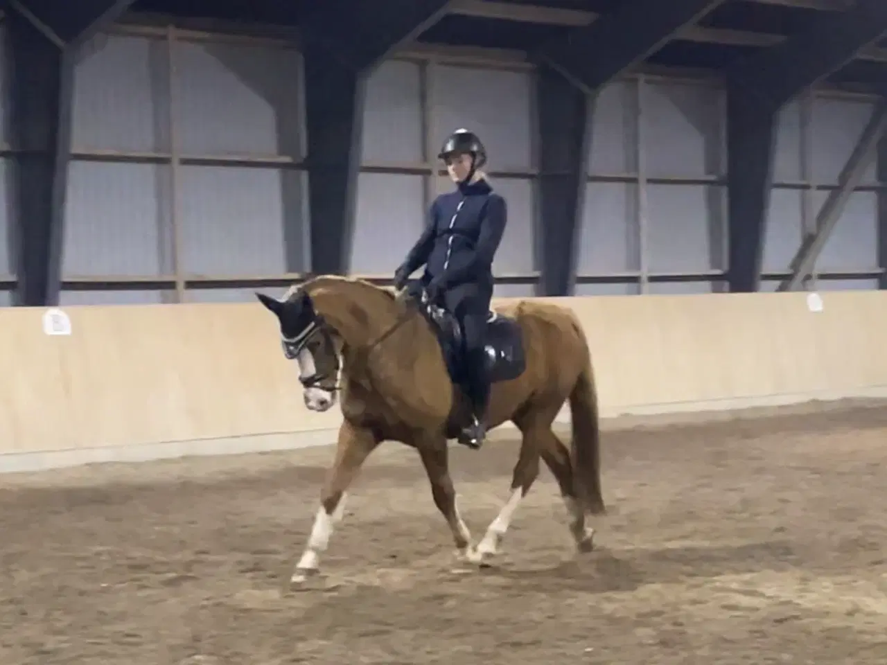 Billede 2 - Rutineret allround DSP ponyhoppe