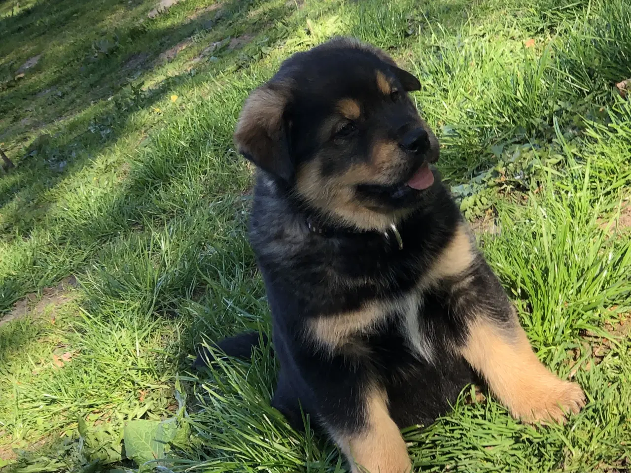 Billede 4 - De smukkeste rottweiler/alaskan malamut hvalpe 