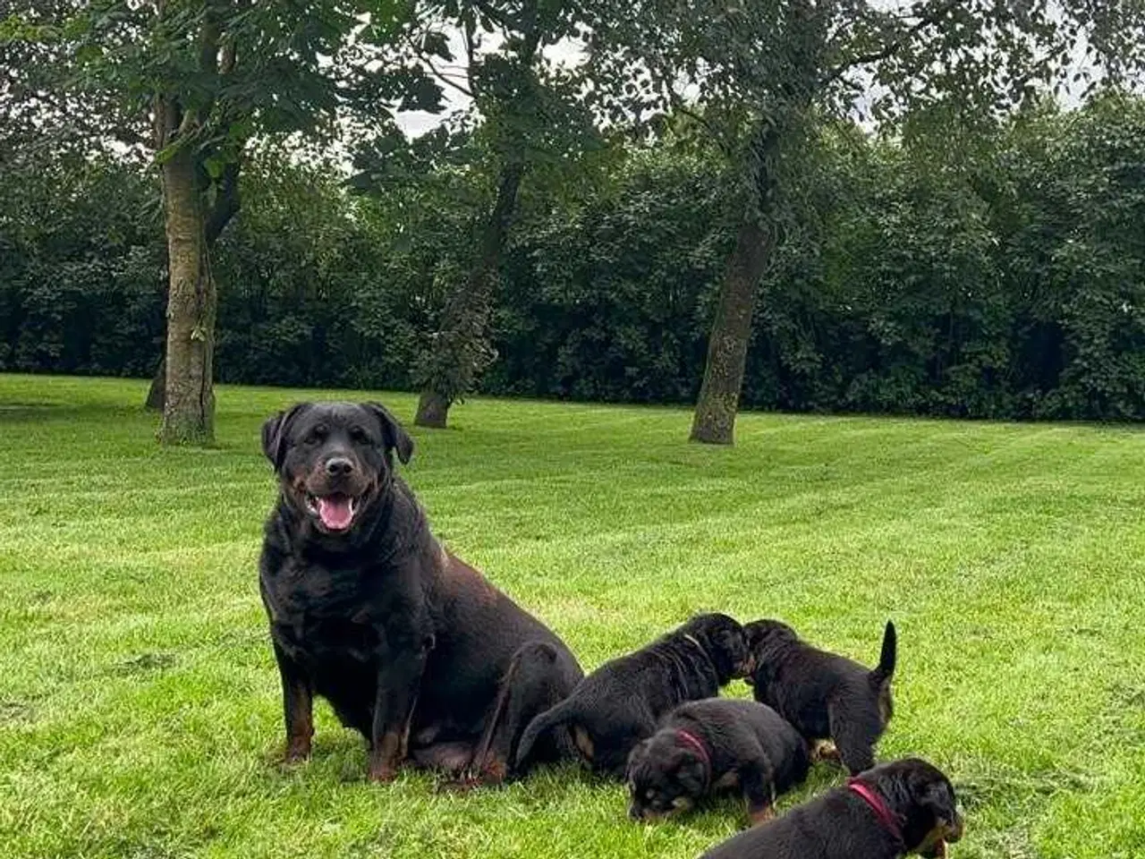 Billede 14 - Rottweiler han 