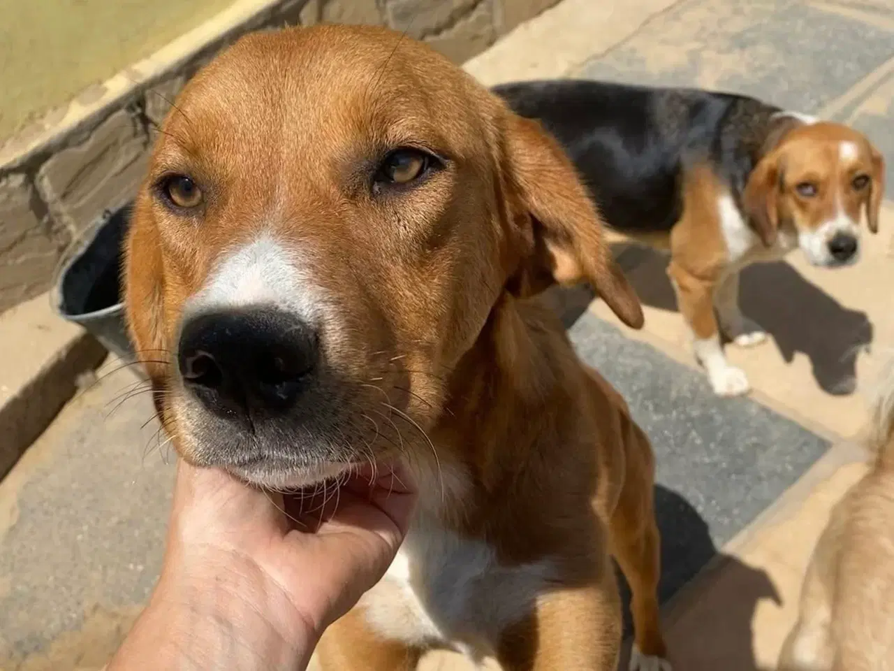 Billede 5 - Smukke Rose søger familie