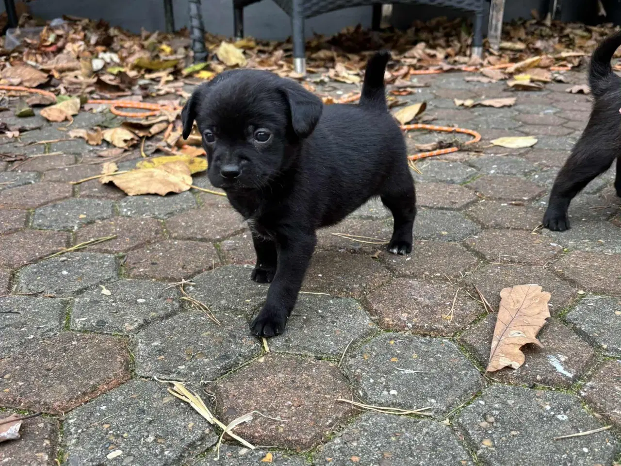 Billede 6 - Dansk-Svensk gårdhund blanding