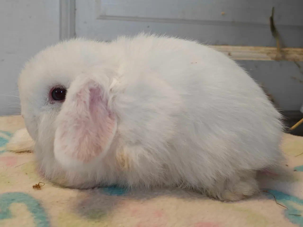 Billede 12 - Minilop