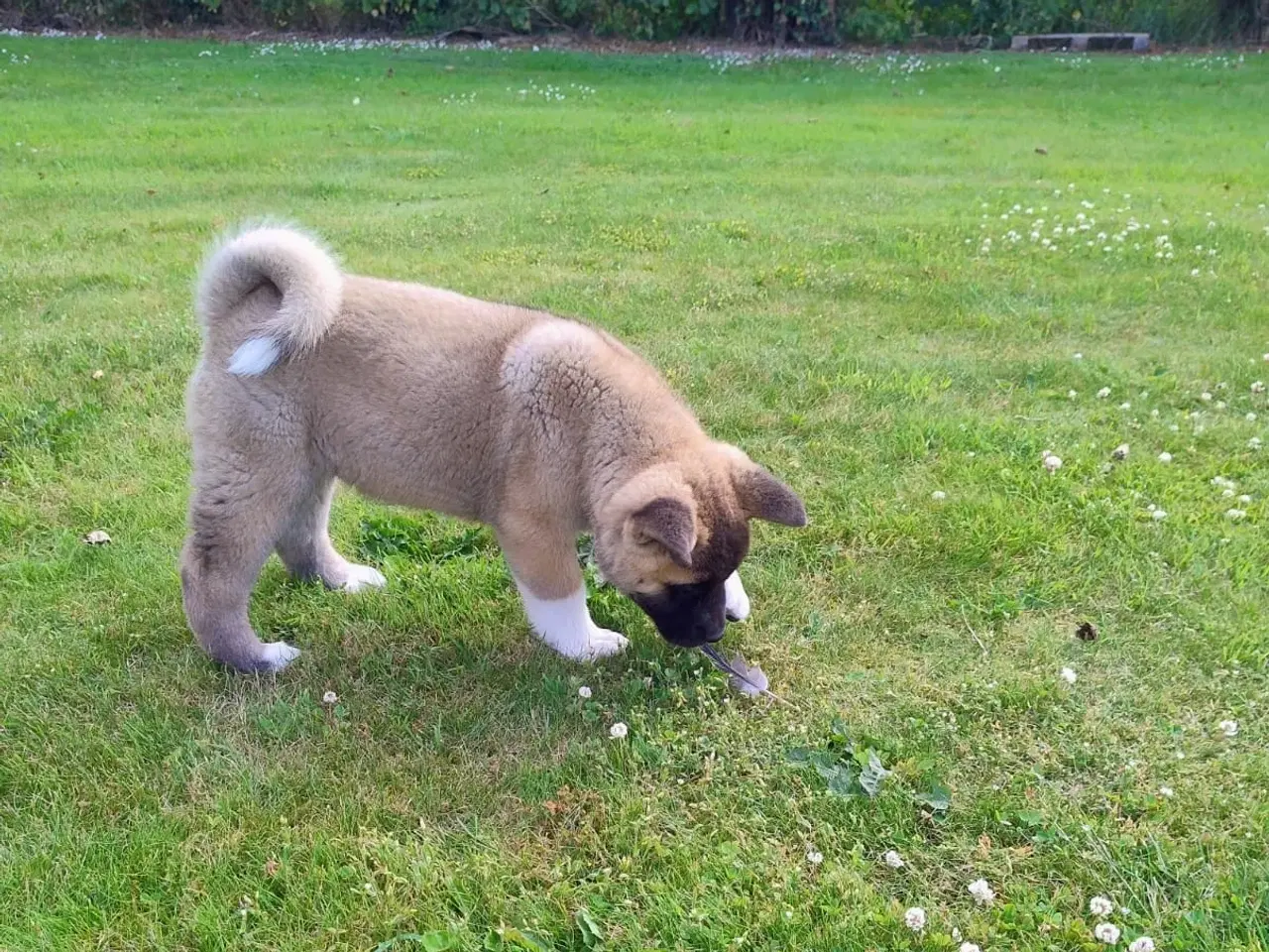 Billede 6 - Dreng hundehvalp Akita American 