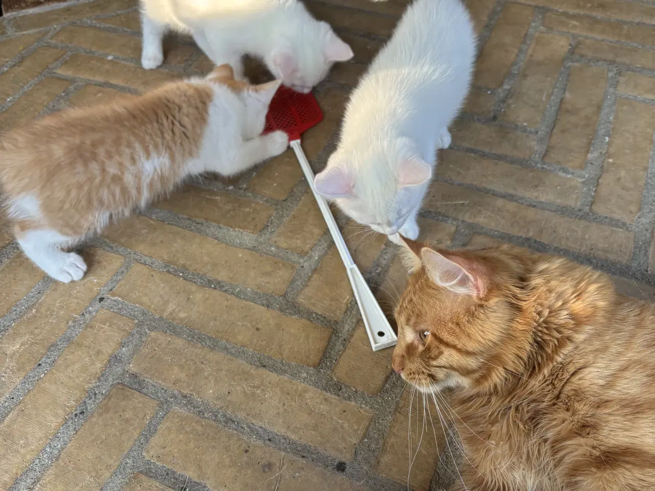 Billede 5 - Maine Coon / Norsk Skovkat