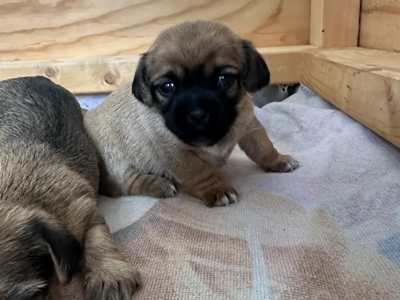 Billede 2 - Shih tzu blandinger 