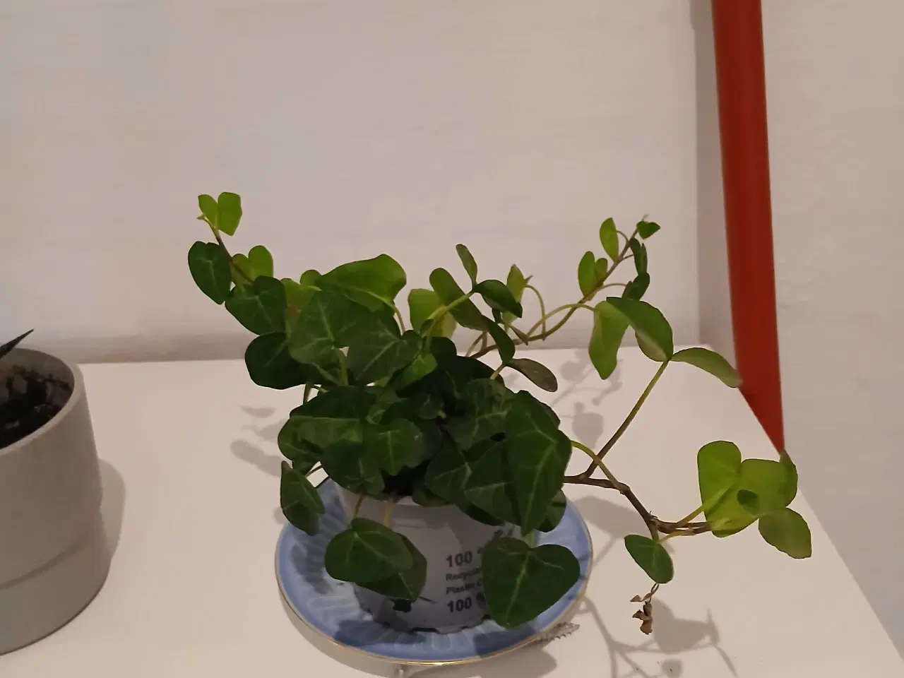 Billede 16 - Diverse planter og krukker