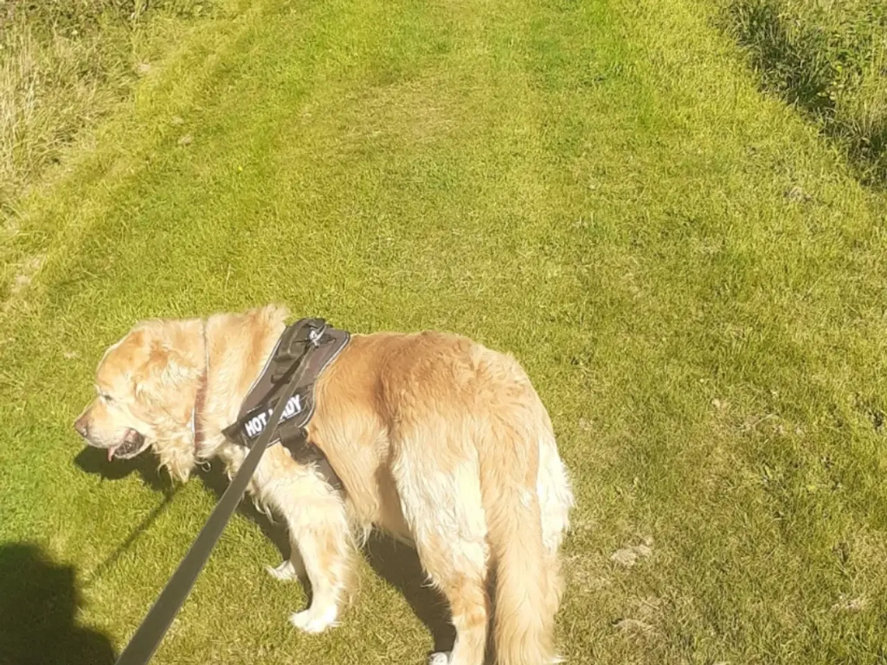 Billede 1 - Golden Retriever købes 