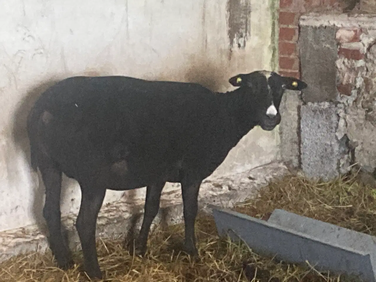 Billede 5 - 5 zwartbles får til sælge