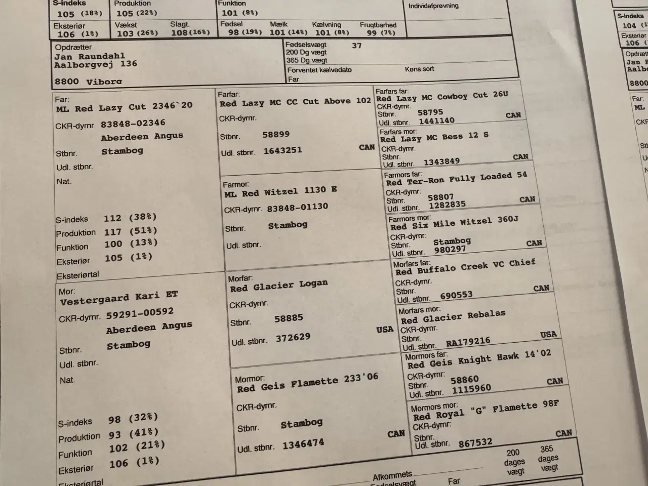 Billede 2 - Rød Angus kvier