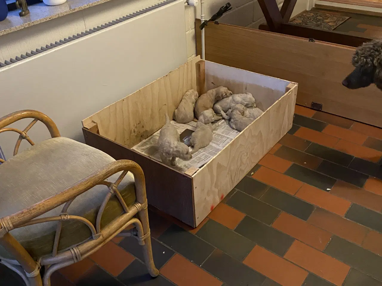 Billede 3 -  Labradoodle hvalpe