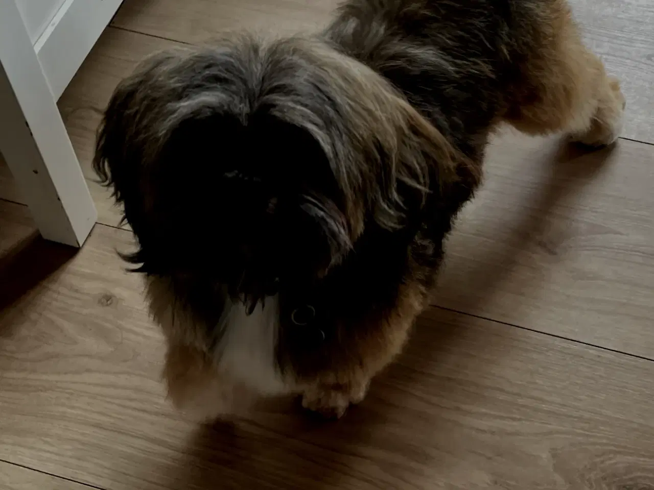Billede 9 - Lhasa apso tæve