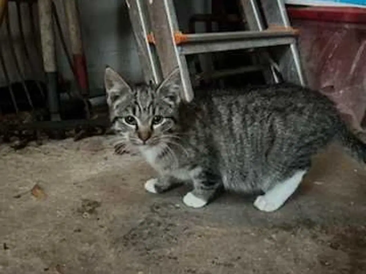 Billede 2 - Killing søger nyt hjem