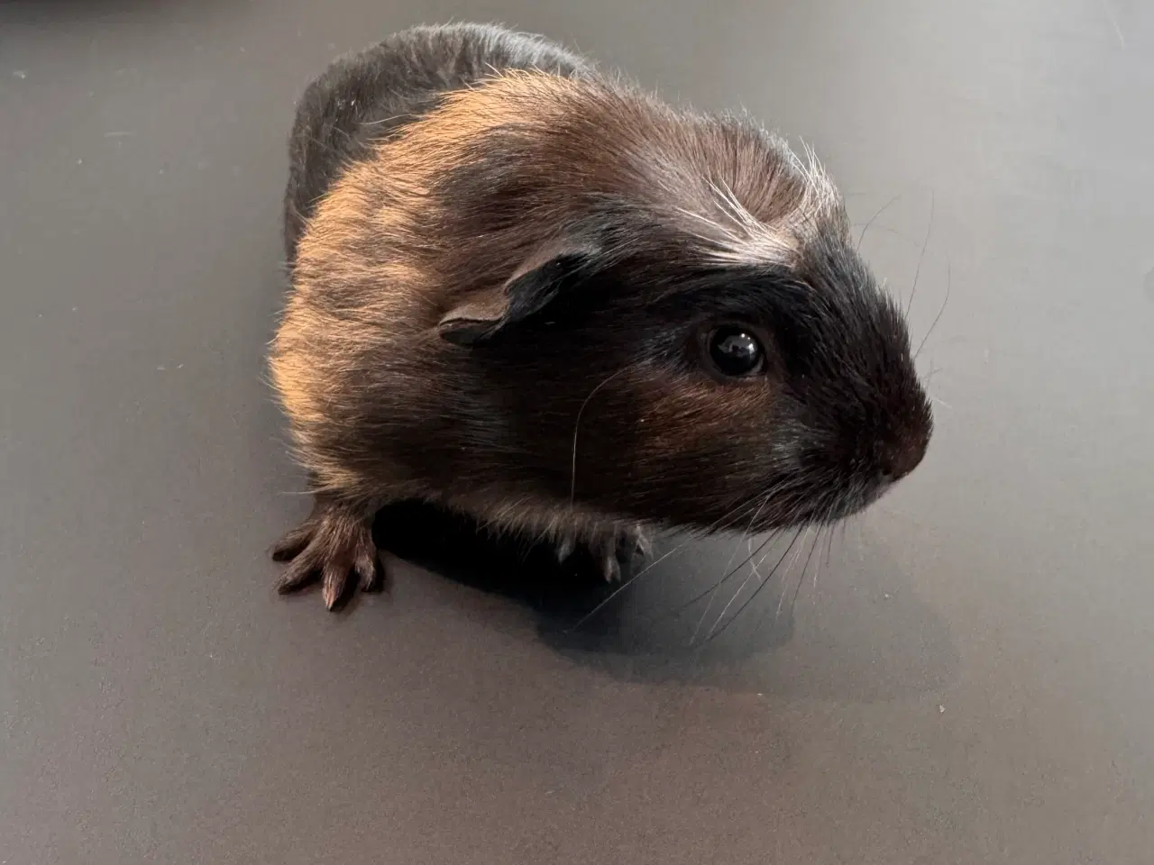 Billede 1 - Marsvin, Han unger 5 stk