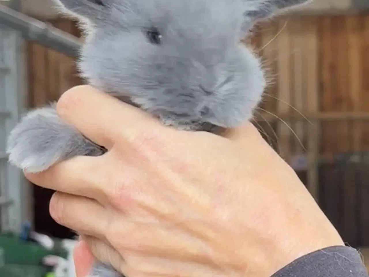 Billede 2 - Tamme franske vædder uger i farven blå og blå otte