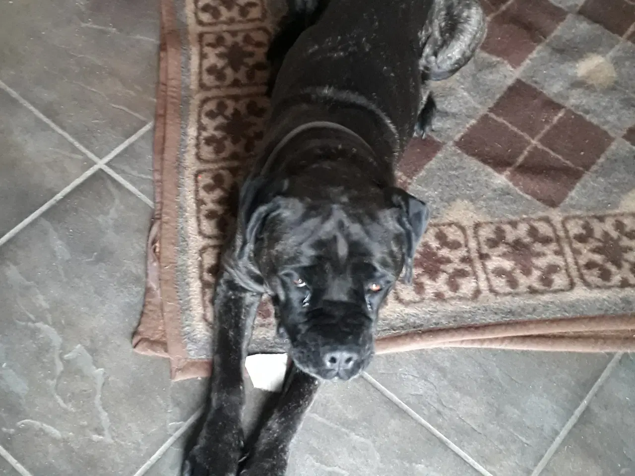 Billede 8 - Cane Corso Hvalpe Sælges. Læs helle teksten. 