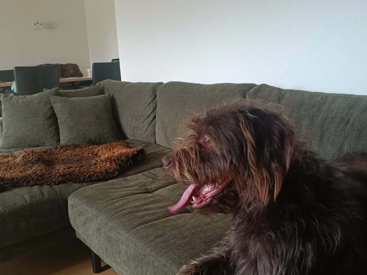 Billede 1 - Brun Labrador/Tysk ruhåret Hønsehund (Rulabber)