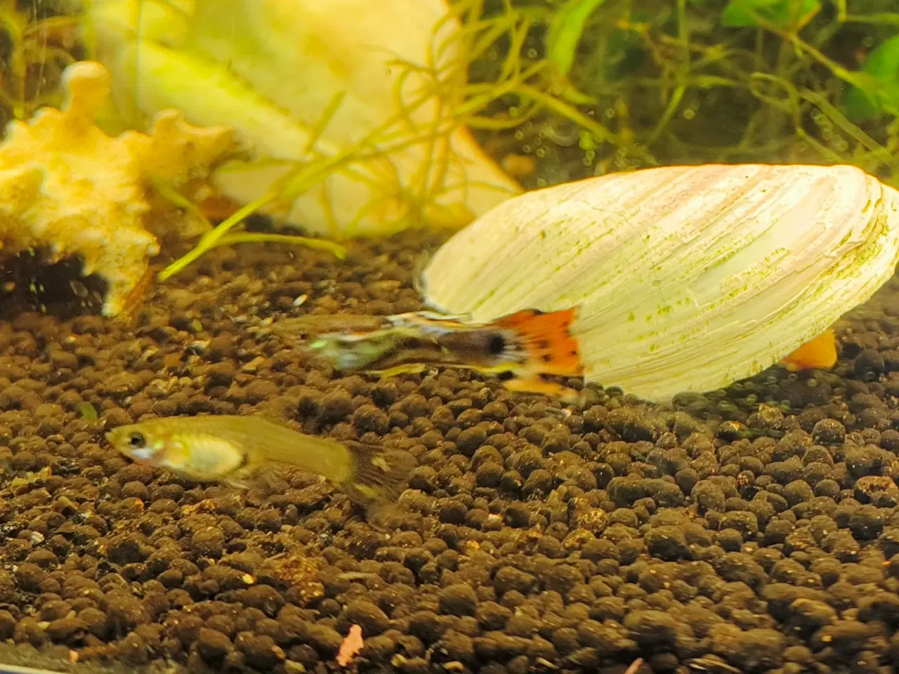 Billede 6 - Gubby, rejer, Helena snegle