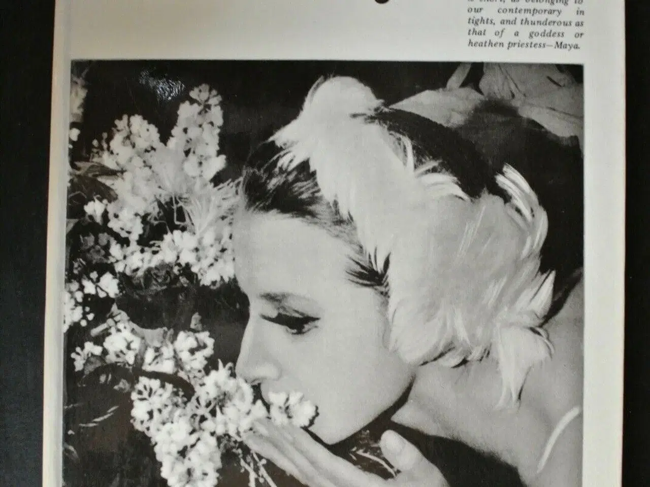 Billede 1 - maya plisetskaya, by andrei voznesensky, emne: kun