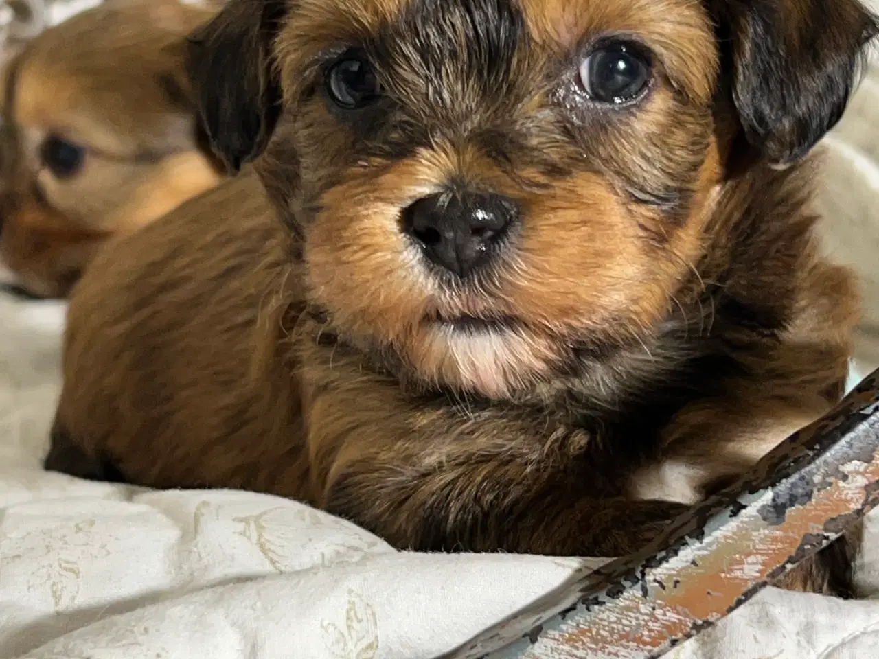 Billede 16 - Smuk Rød Bichon Havanais tilbydes avl.