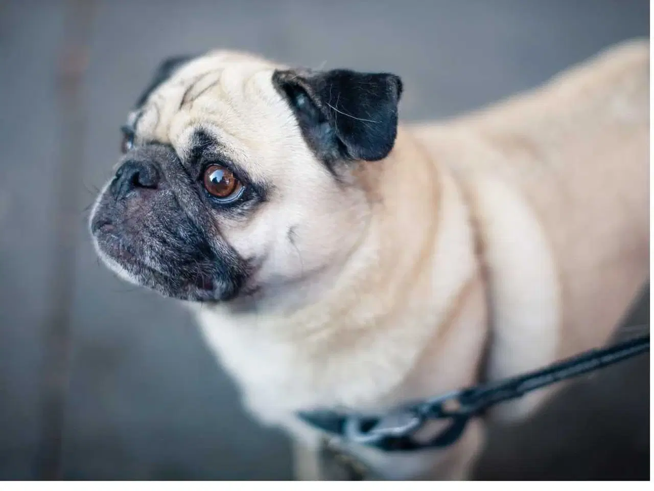 Billede 1 - Hund ønskes 