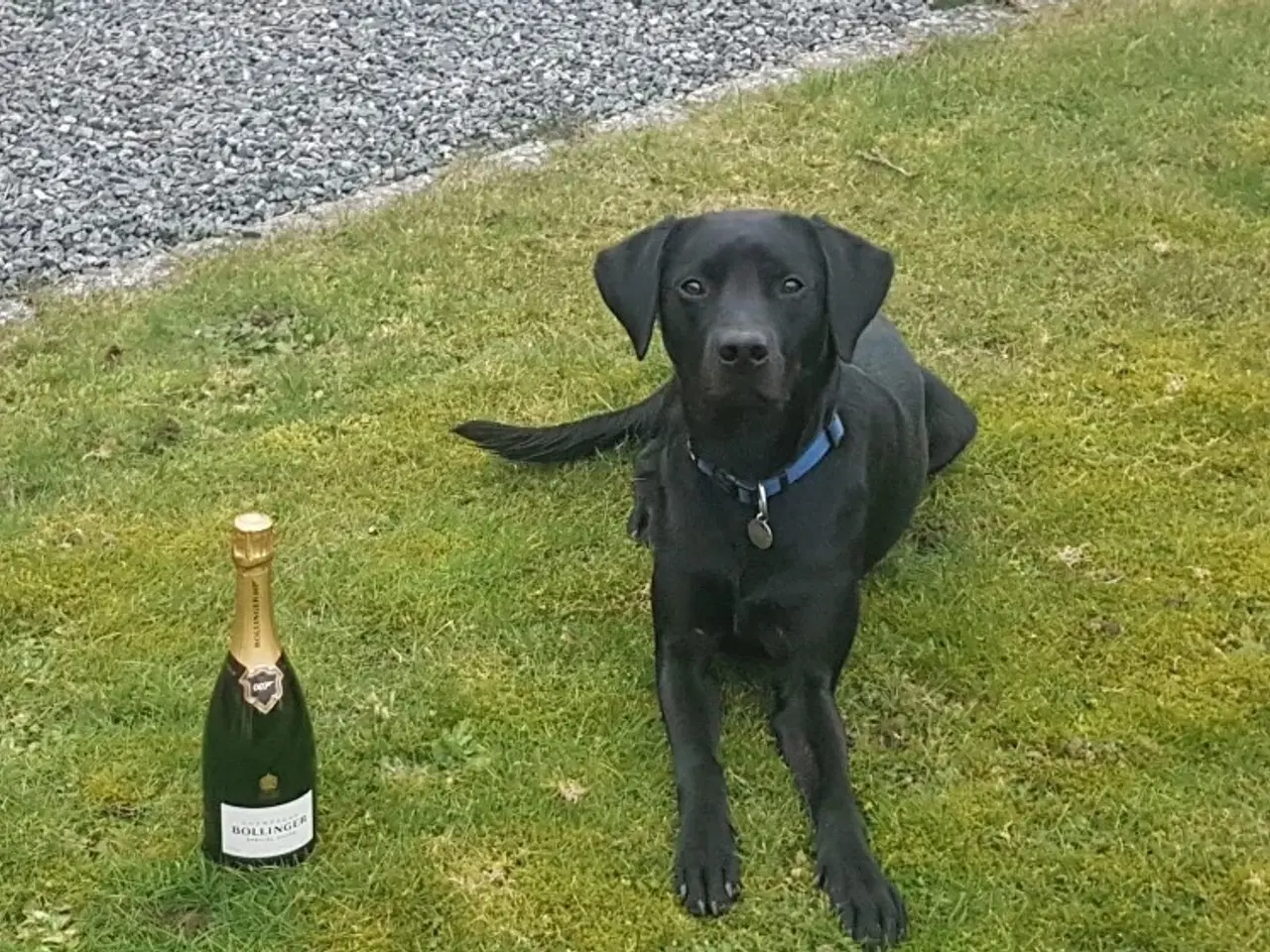 Billede 6 - Skønne labrador sælges