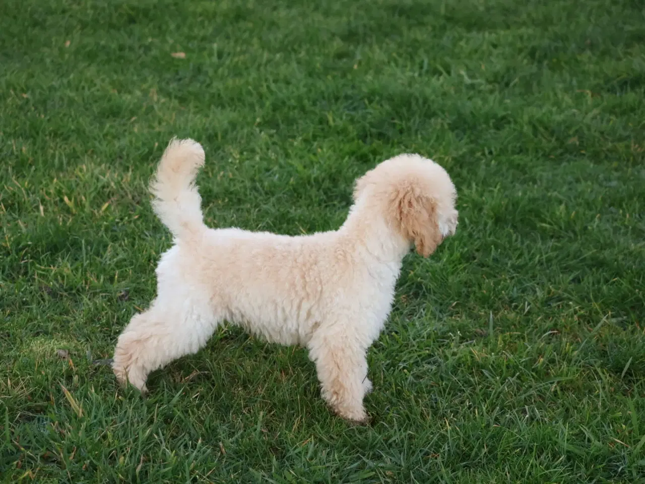 Billede 2 - Dværg- og Toypuddel – to fantastiske drenge