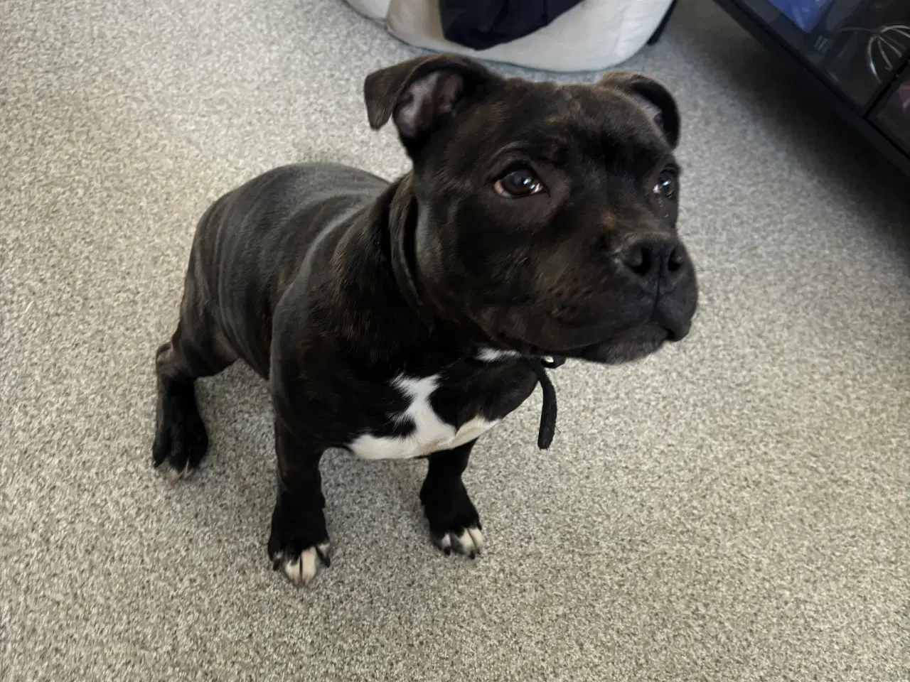 Billede 1 - Staffordshirt bull terrier(med stamtavle)