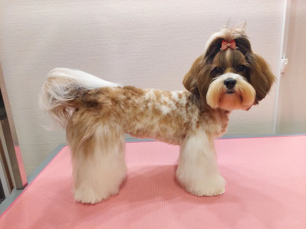 Billede 7 - Havapoo hvalpe til salg