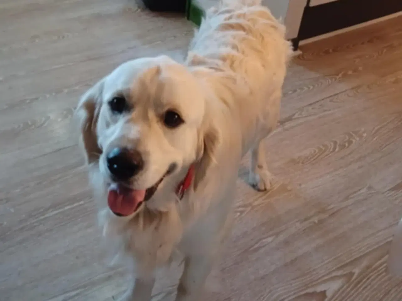 Billede 4 - Golden mountain dog.