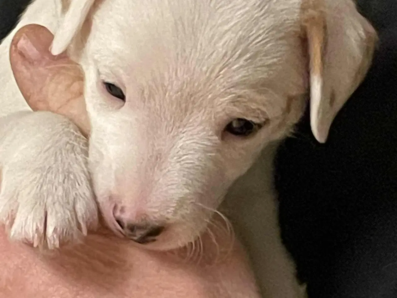 Billede 4 - Jack Russel hvalpe . 