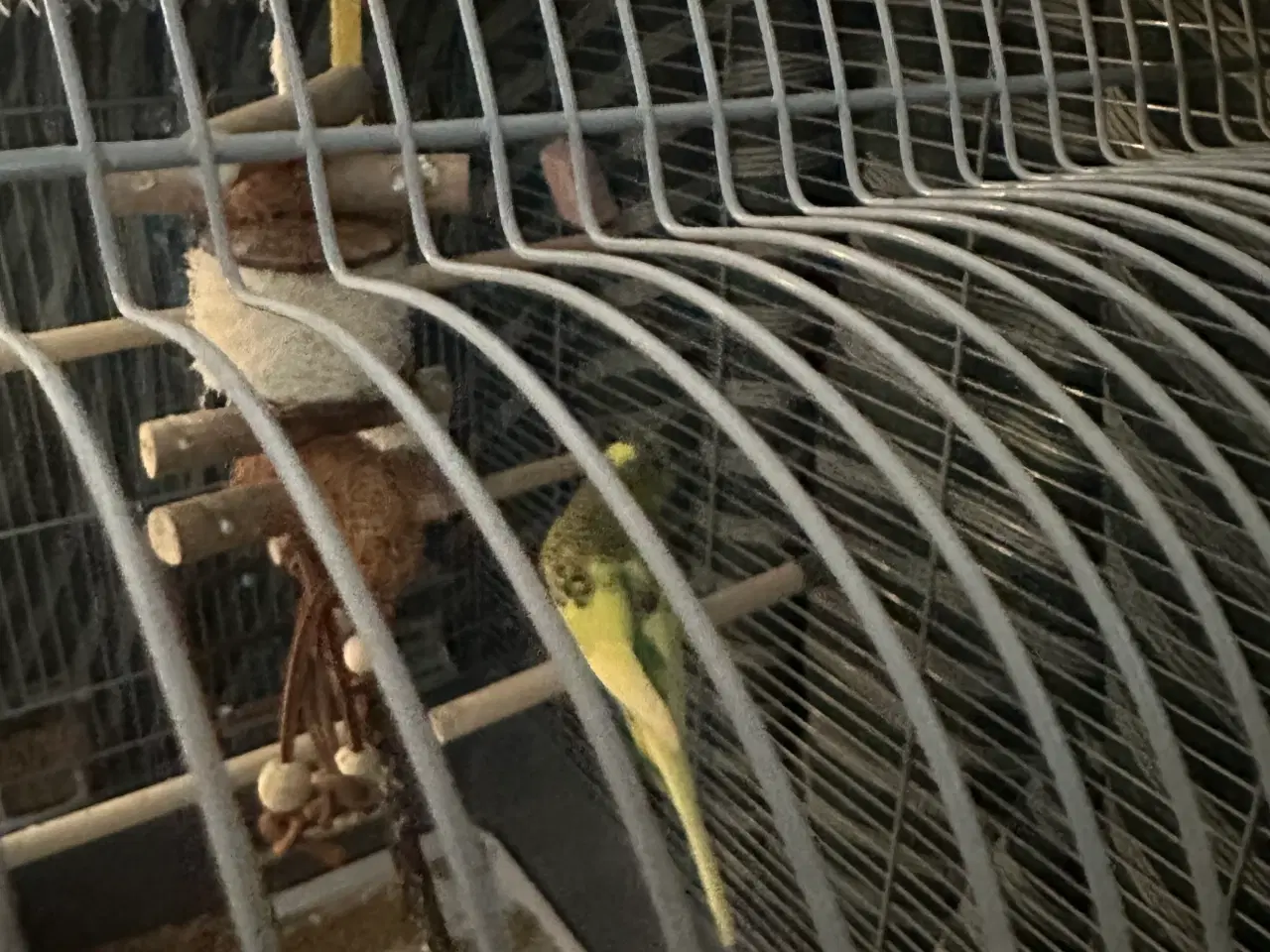 Billede 1 - Undulater sælges med bur