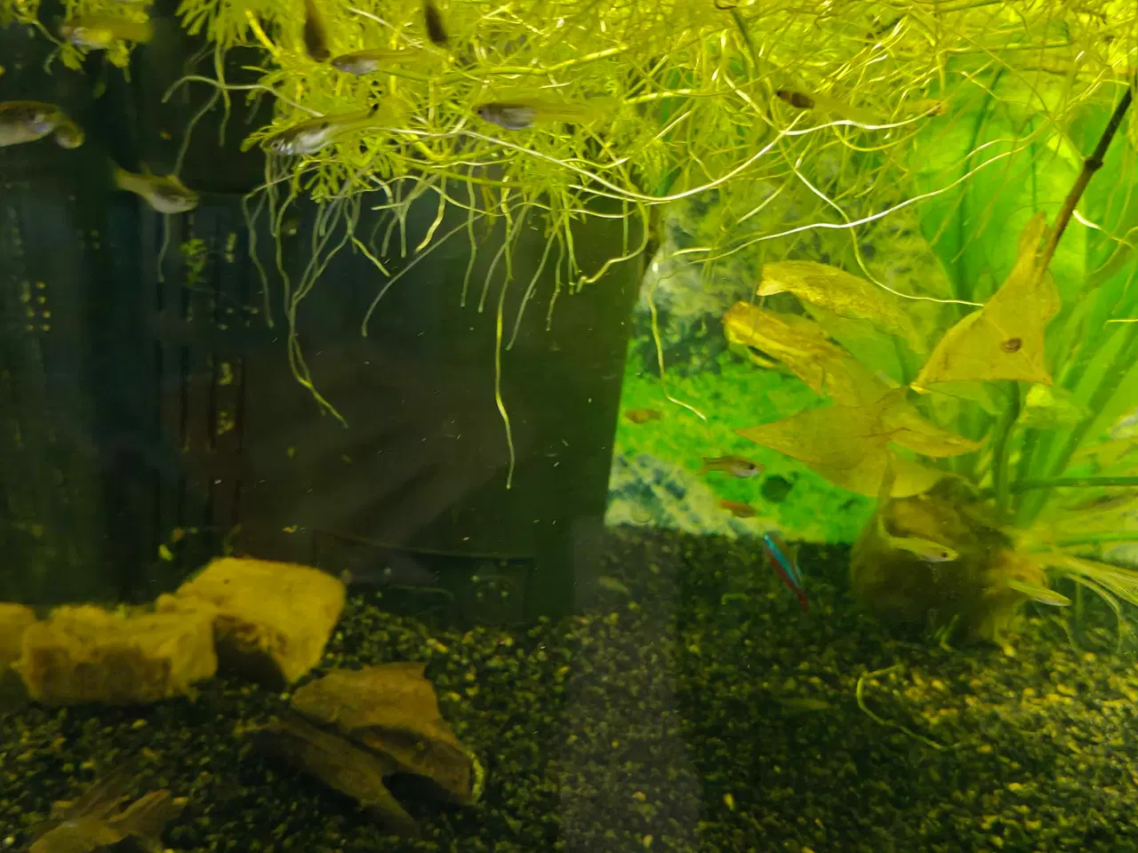 Billede 3 - Gubbyer poecilia