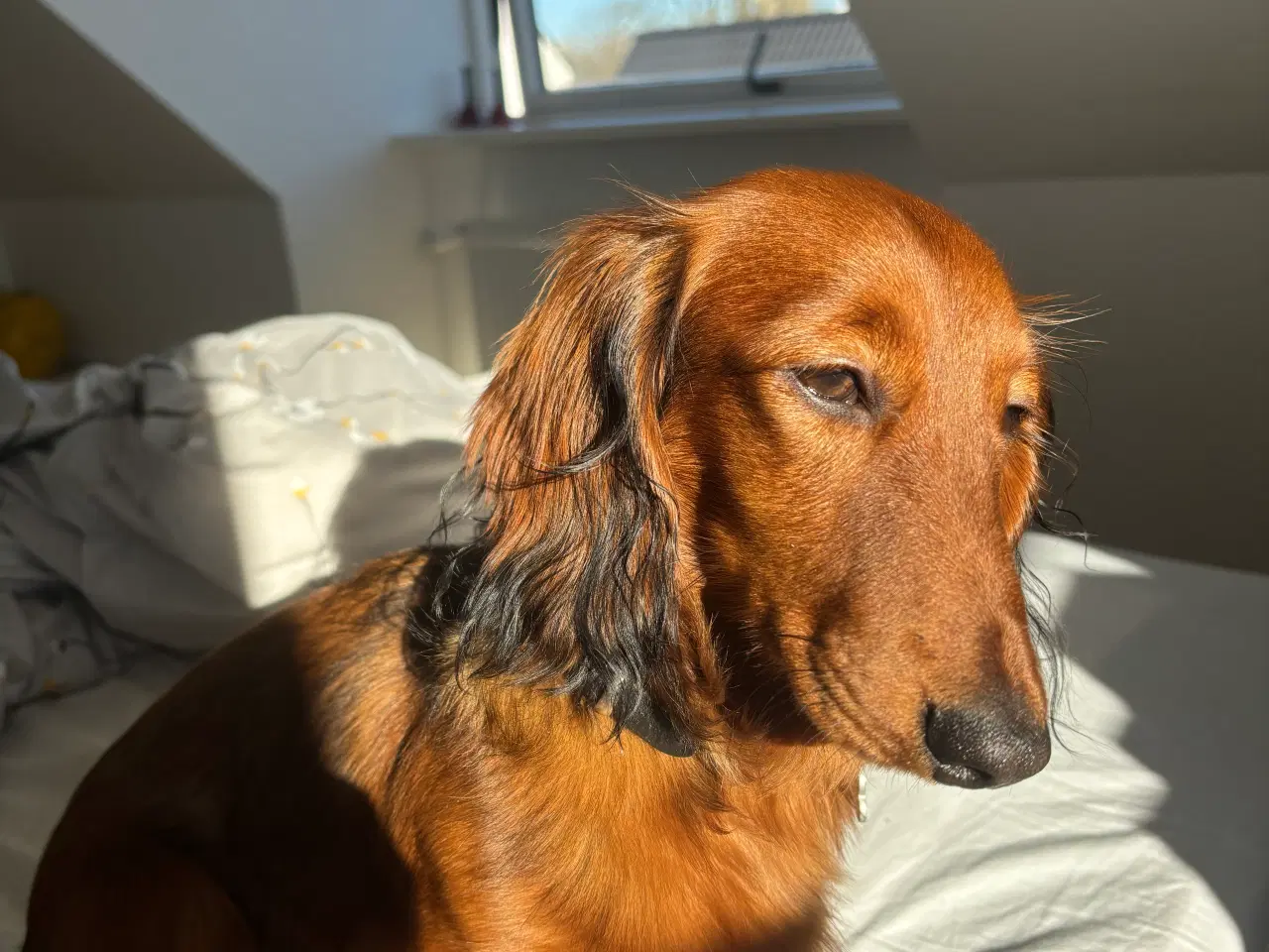 Billede 5 - AVL - langhåret dværggravhund 