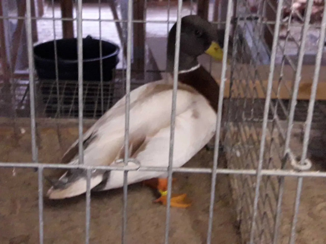 Billede 3 - Blå gule Mignon ænder