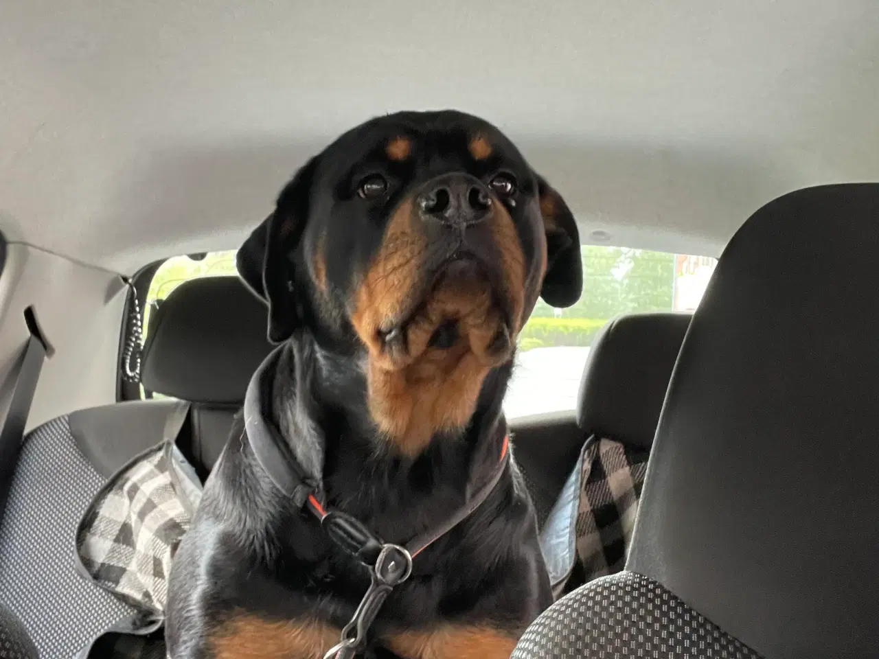 Billede 4 - Rottweiler tæve