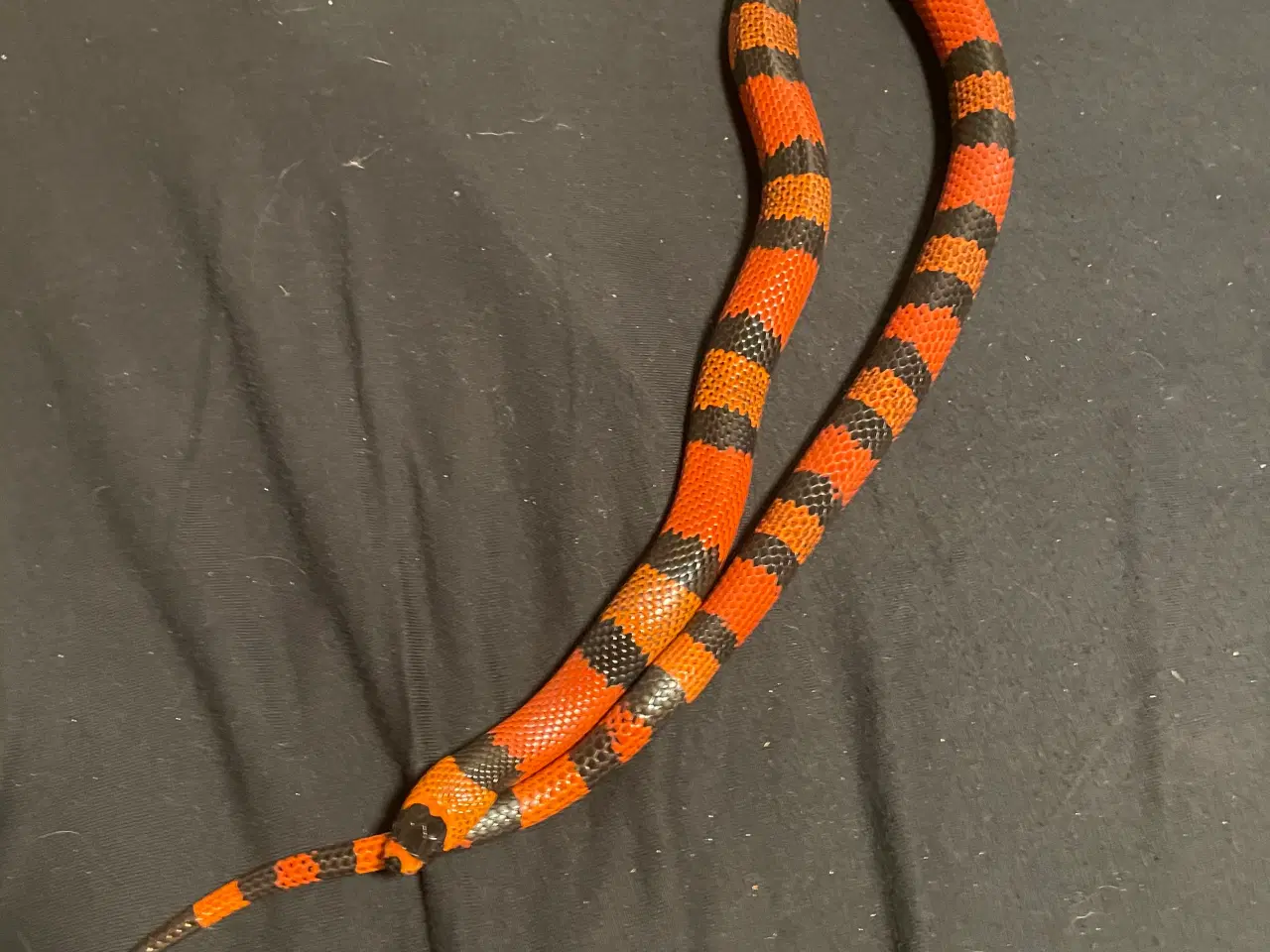 Billede 2 - Honduras mælkesnog + terrariet, lys og lille varme