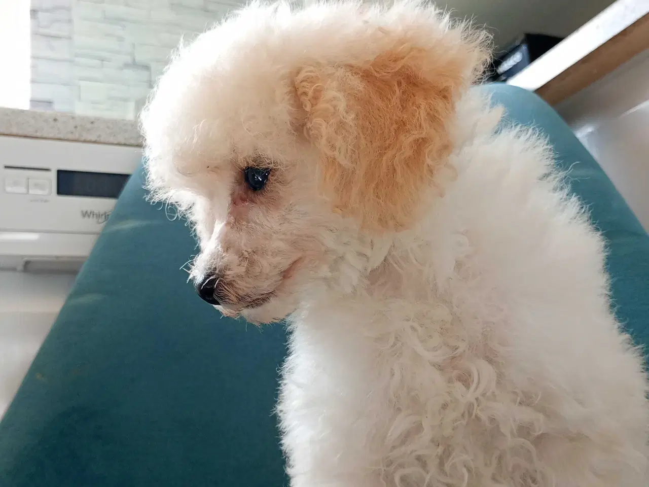 Billede 3 - Mini cavapoo 