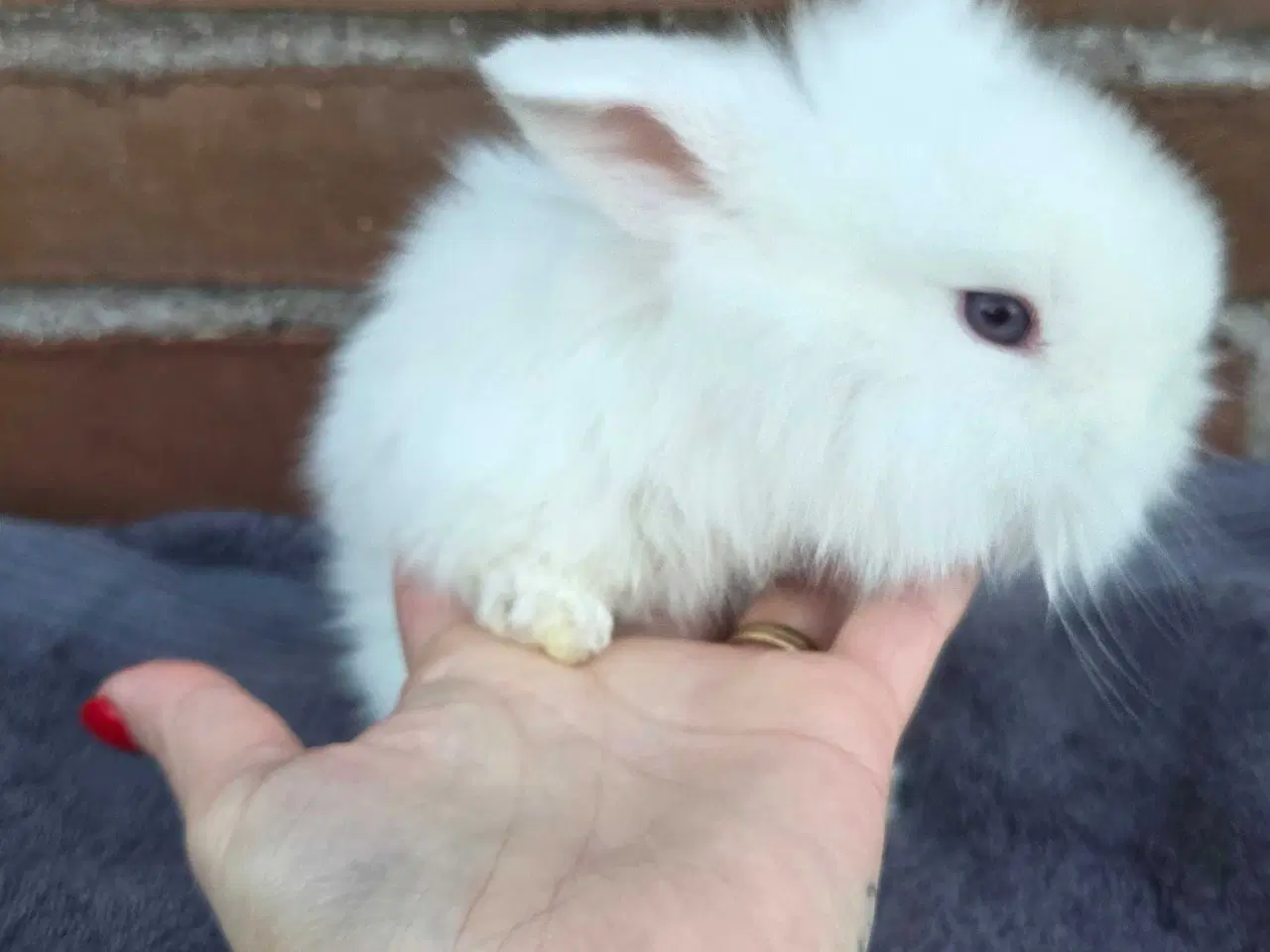 Billede 10 - Lionlop / minilop unger