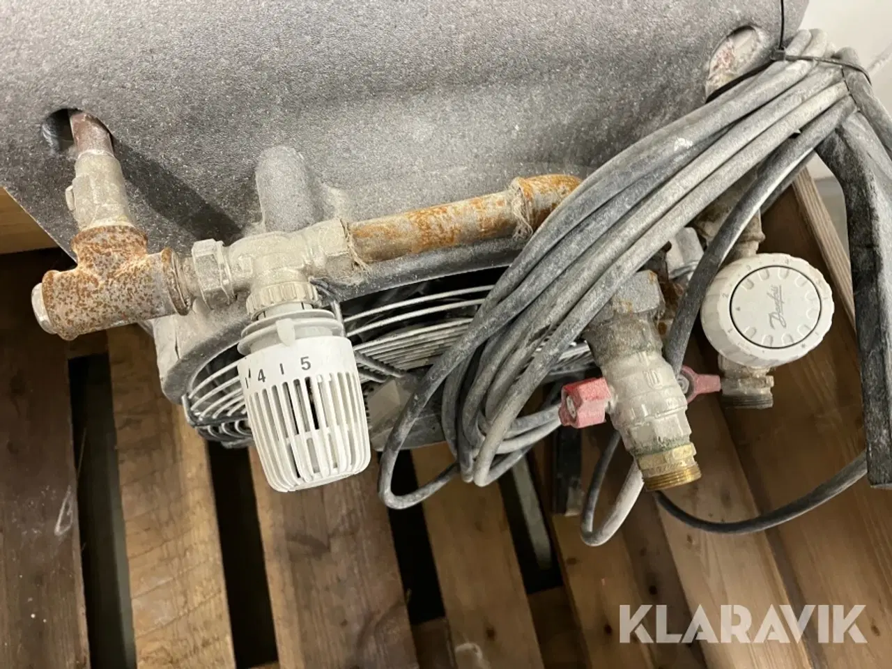 Billede 10 - Kaloiferer Gea og Sonniger 4 styk